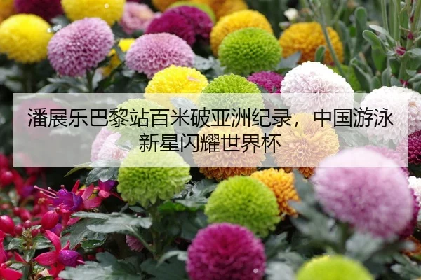 潘展乐巴黎站百米破亚洲纪录，中国游泳新星闪耀世界杯